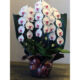 phalaenopsis-top03-30000